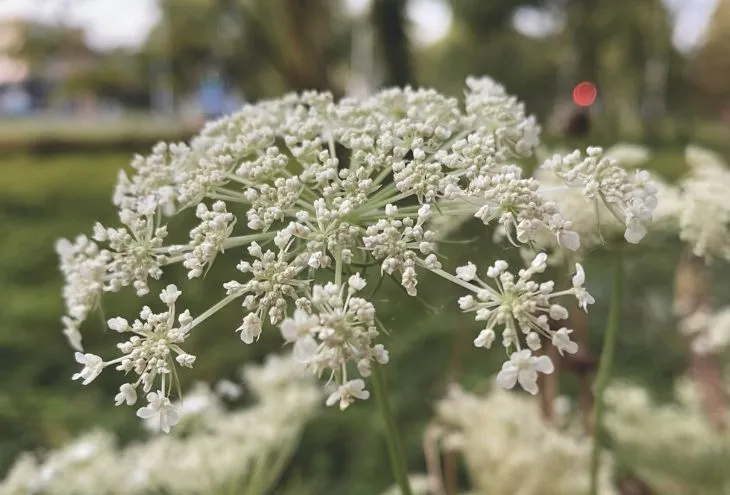 Dichter bij de natuur leven in de stad