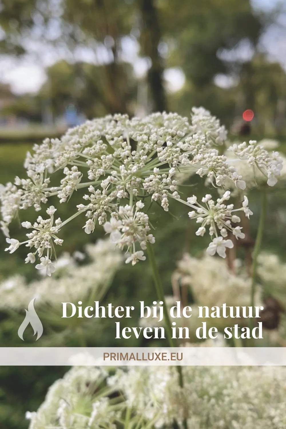 Hoe je dichterbij je natuur kunt leven in de stad